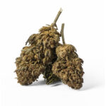 Euphoria CBD Weed Avicenna - Image 2