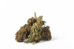Euphoria CBD Weed Avicenna - Image 4