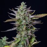 Broto Blue Cheese Automatic