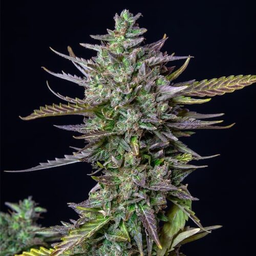 blue-cheese-automatic (2) Broto Blue Cheese Automatic
