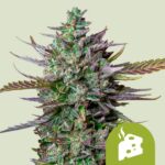 Royal Queen Seeds - Blue Cheese Auto