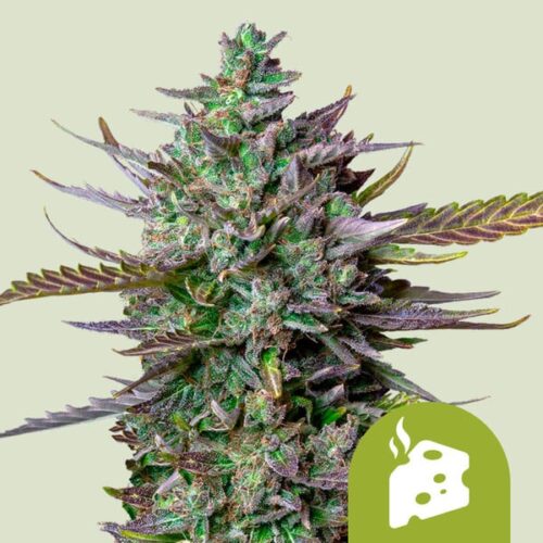 blue-cheese-automatic Royal Queen Seeds - Blue Cheese Auto - Image 1