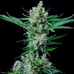 Royal Queen Seeds – Royal Bluematic - Image 4
