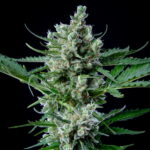 Royal Queen Seeds – Royal Bluematic - Image 3