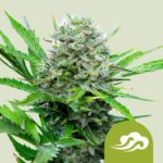 Royal Queen Seeds – Royal Bluematic
