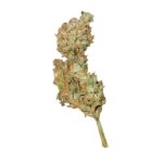 Royal Queen Seeds – Royal Creamatic - Image 4
