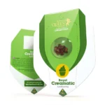 Royal Queen Seeds – Royal Creamatic - Image 2