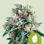 Royal Queen Seeds – Royal Creamatic