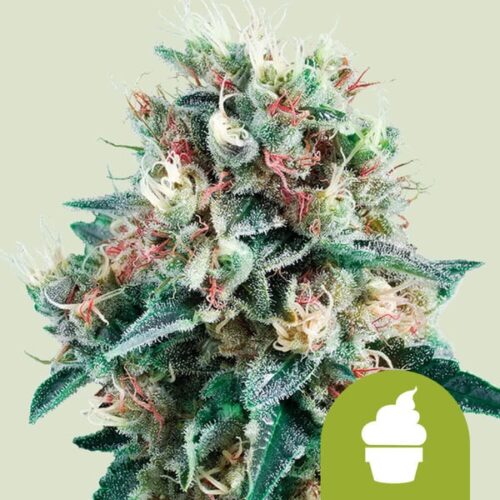 royal-creamatic- Royal Queen Seeds – Royal Creamatic - Image 1