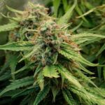 Royal Queen Seeds – Royal Creamatic - Image 3