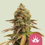 Royal Queen Seeds – Special Queen #1
