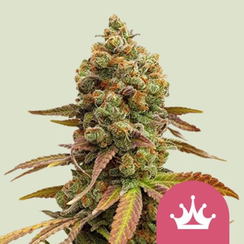 special-queen-1 (1) Royal Queen Seeds – Special Queen #1 - Image 1