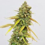 Royal Queen Seeds – Special Queen #1 - Image 3