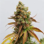 Royal Queen Seeds – Special Queen #1 - Image 4