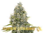 Super Strains – Agartha – CBD