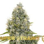 Super Strains – Agartha – CBD