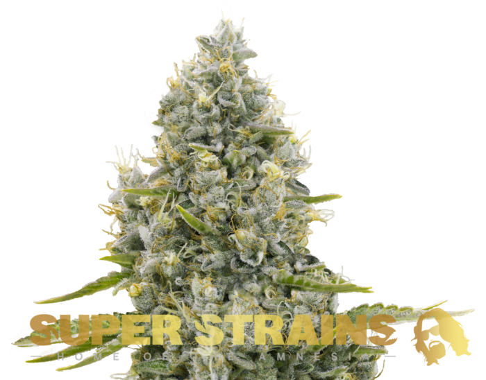 Super Strains – Agartha – CBD - Image 1