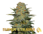 Super Strains – Amajikoym – Feminized