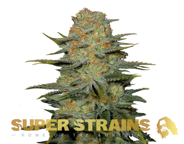 Super Strains – Amajikoym – Feminized - Image 1