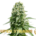Super Strains – Amnesia – Feminized