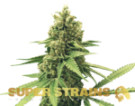 Super Strains – DFA Autoflowering