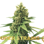 Super Strains – DFA Autoflowering