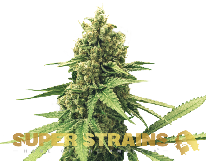 Super Strains – DFA Autoflowering - Image 1