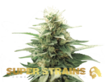 Super Strains – Fini Autoflowering
