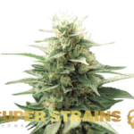 Super Strains – Fini Autoflowering