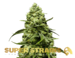 Super Strains – Turing Autoflowering