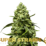 Super Strains – Turing Autoflowering