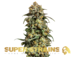Super Strains – Cookies Krush - Feminized