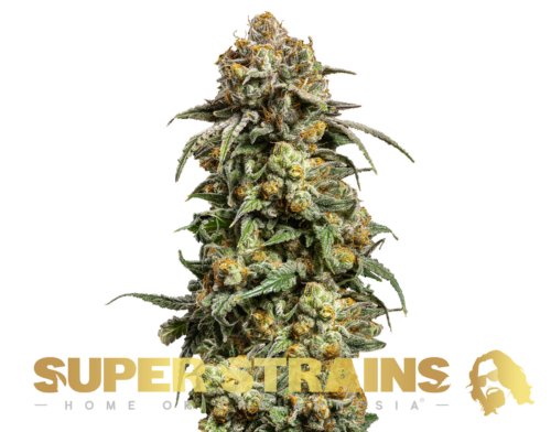 Super Strains � Cookies Krush Super Strains – Cookies Krush - Feminized - Image 1