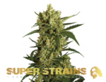Super Strains – Crackers – Feminized