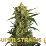 Super Strains – Crackers – Feminized