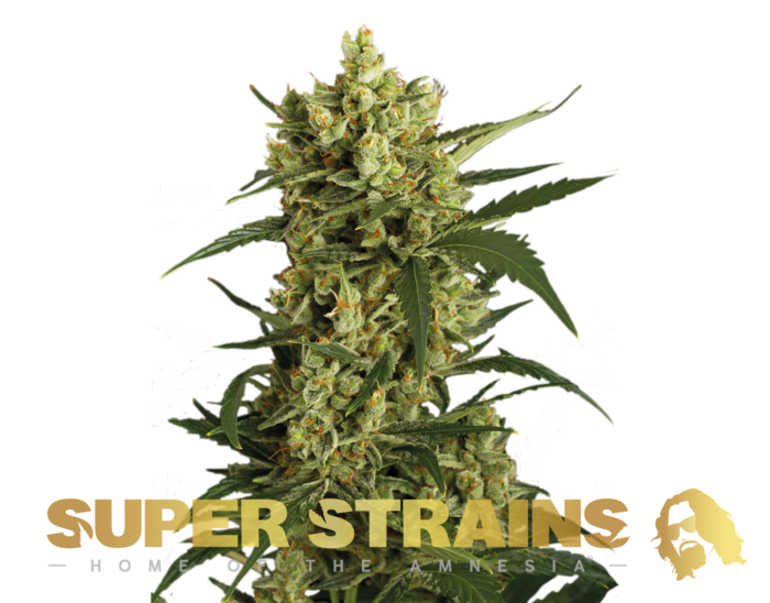 Super Strains – Crackers – Feminized - Image 1