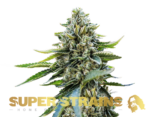 Super Strains – Eden – CBD