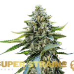 Super Strains – Eden – CBD
