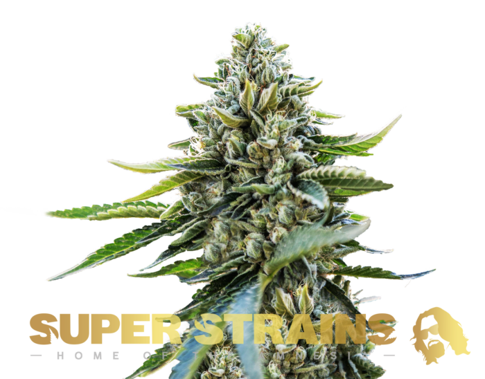 Super Strains – Eden – CBD - Image 1
