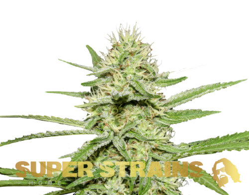 Super Strains � Enemy's Dream Super Strains – Enemy’s Dream – Feminized - Image 1