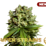 Super Strains – #GG4 (Gorilla Glue) – Feminized