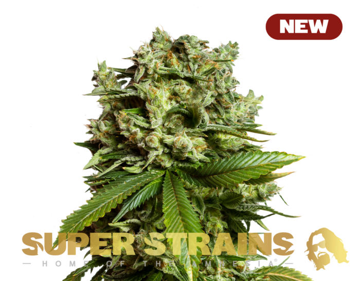 Super Strains – #GG4 (Gorilla Glue) – Feminized - Image 1