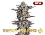 Super Strains – Gelato #33 – Feminized