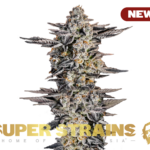 Super Strains – Gelato #33 – Feminized