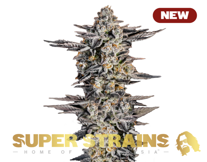 Super Strains – Gelato #33 – Feminized - Image 1