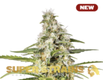 Super Strains – Girl Scout Cookies – Feminized