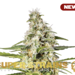 Super Strains – Girl Scout Cookies – Feminized