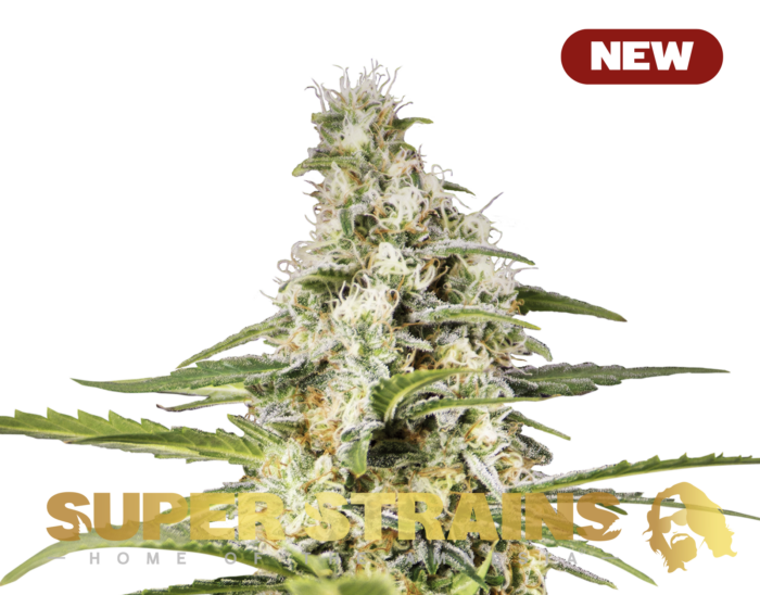 Super Strains – Girl Scout Cookies – Feminized - Image 1