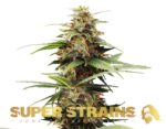 Super Strains – Hermana de la Noche – Feminized