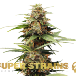 Super Strains – Hermana de la Noche – Feminized